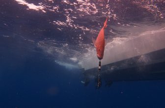Gulf Reef Anglers: leer en verdien gratis uitrusting